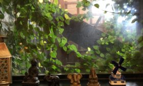 蔦に好かれるAtoB語学スクール